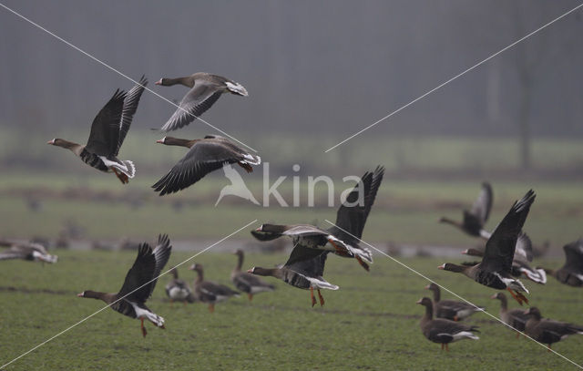 White-fronted goose (Anser albifrons)