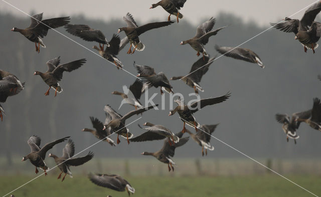 White-fronted goose (Anser albifrons)