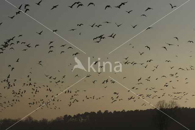 White-fronted goose (Anser albifrons)