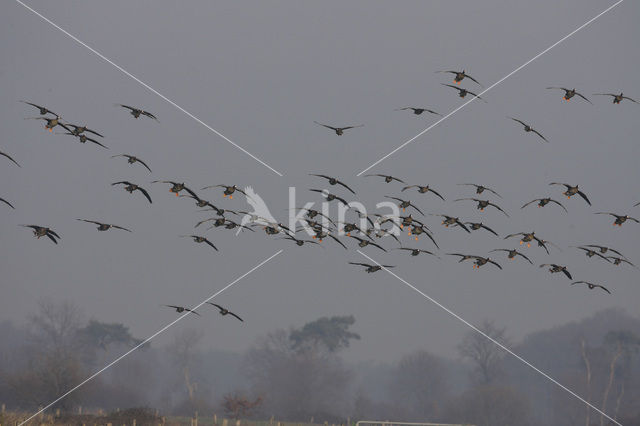 White-fronted goose (Anser albifrons)