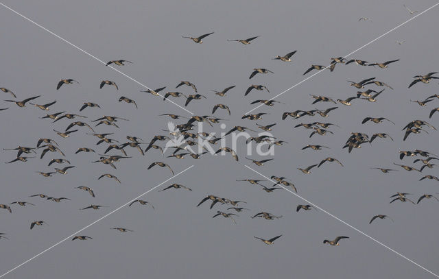 White-fronted goose (Anser albifrons)