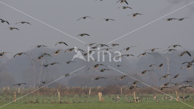 White-fronted goose (Anser albifrons)