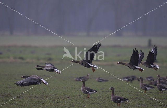 White-fronted goose (Anser albifrons)