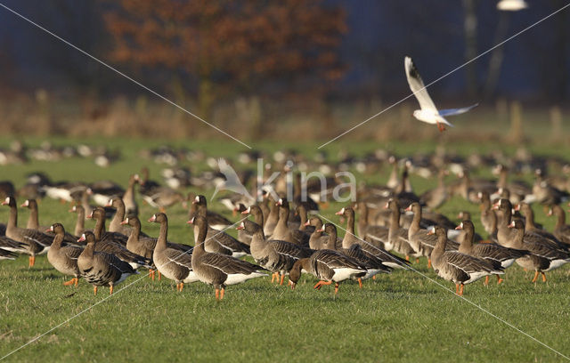 White-fronted goose (Anser albifrons)