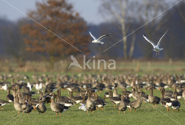 White-fronted goose (Anser albifrons)