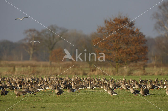 White-fronted goose (Anser albifrons)