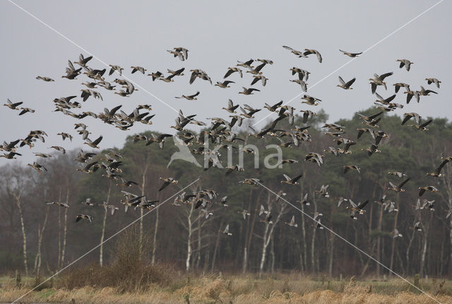 White-fronted goose (Anser albifrons)