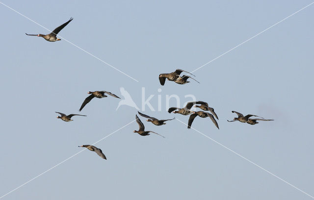 White-fronted goose (Anser albifrons)