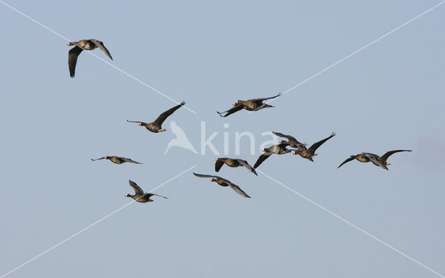 White-fronted goose (Anser albifrons)