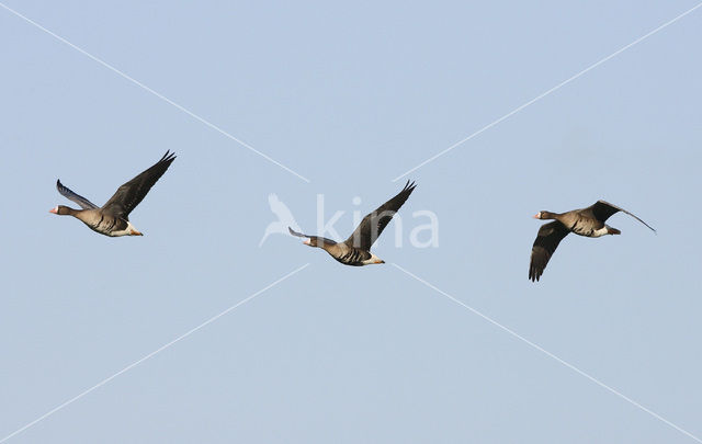 White-fronted goose (Anser albifrons)