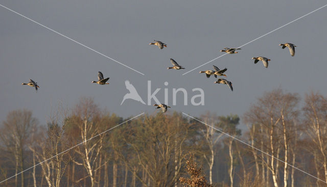 White-fronted goose (Anser albifrons)