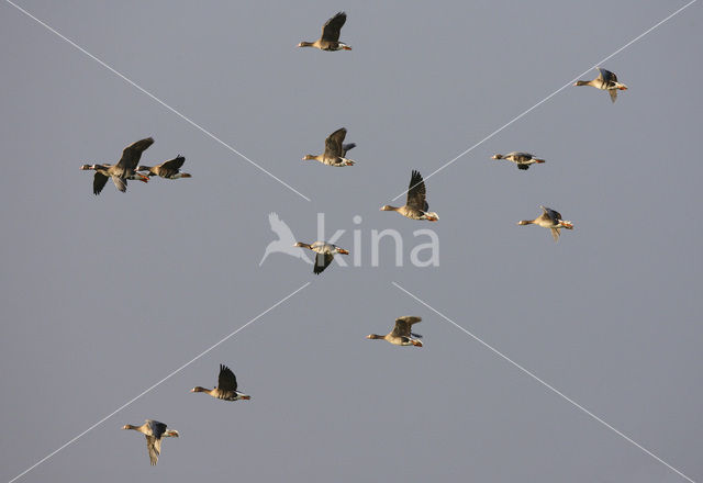 White-fronted goose (Anser albifrons)