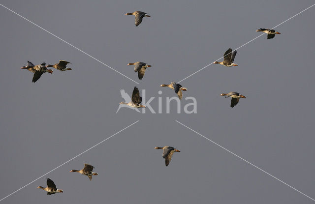 White-fronted goose (Anser albifrons)