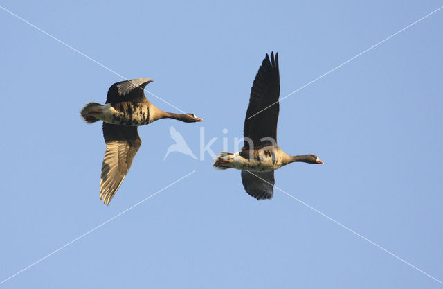 White-fronted goose (Anser albifrons)