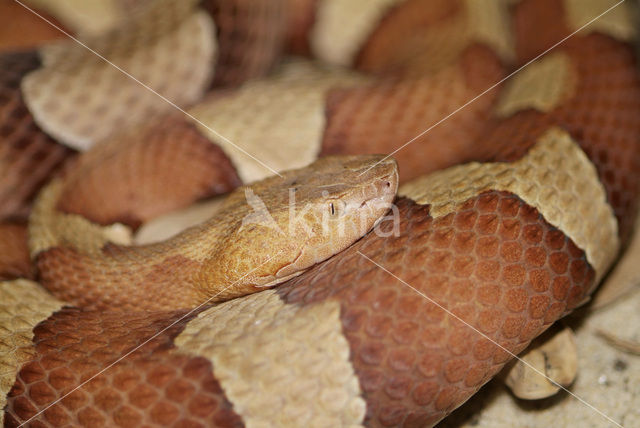 Broad-banded copperhead (Agkistrodon contortrix)