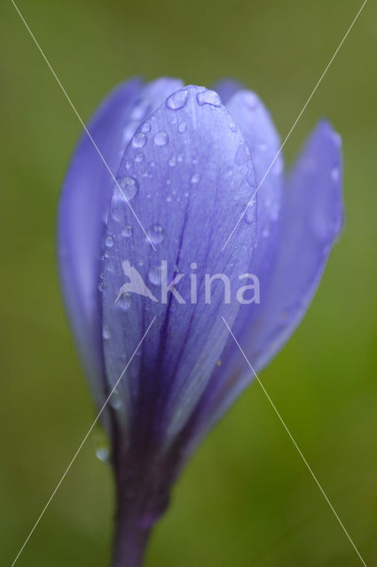 Krokus (Crocus spec.)