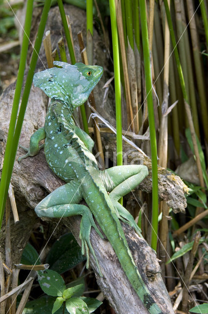 kroonbasilisk (Basiliscus plumifrons)