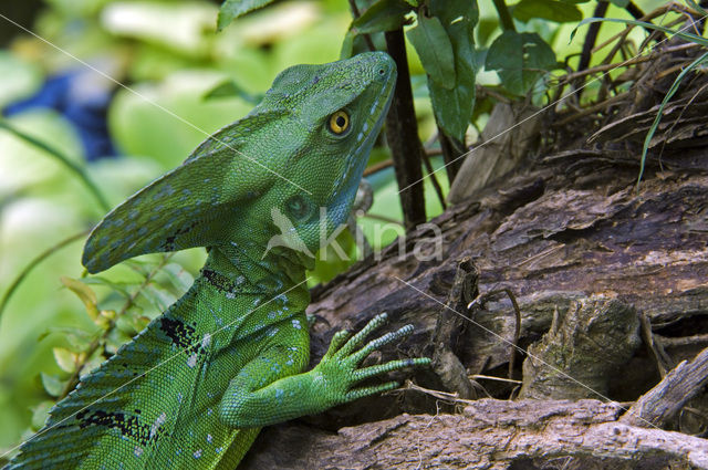 kroonbasilisk (Basiliscus plumifrons)