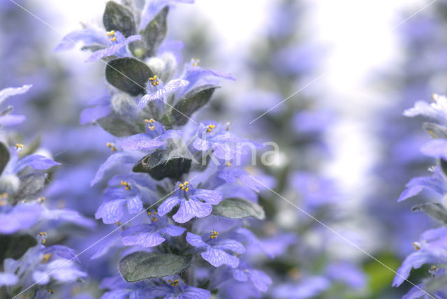 Kruipend zenegroen (Ajuga reptans)