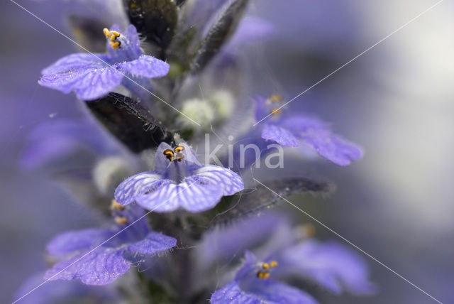 Kruipend zenegroen (Ajuga reptans)