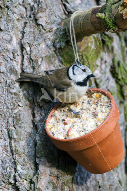 Kuifmees (Parus cristatus)