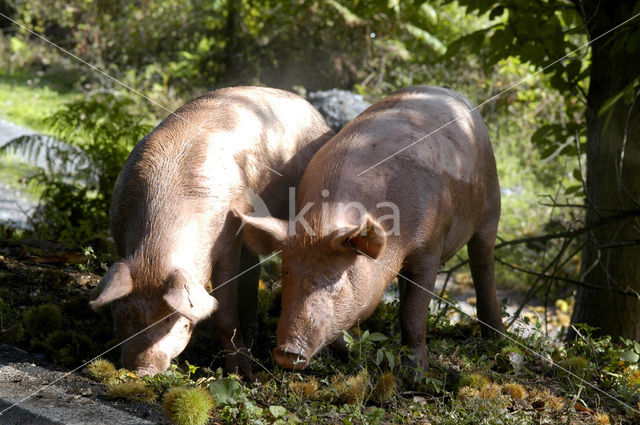 Pig (Sus domesticus)