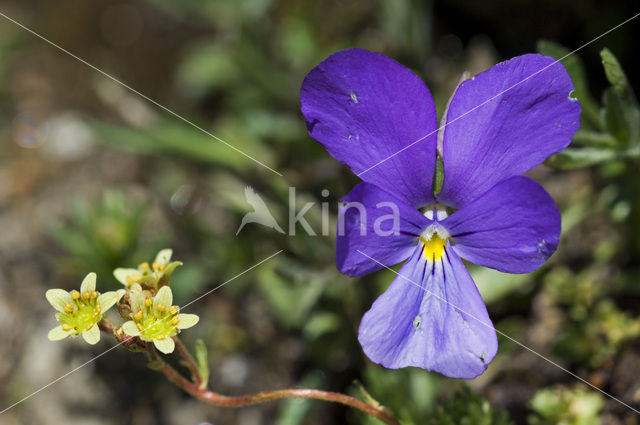 Langgespoord viooltje (Viola calcarata)