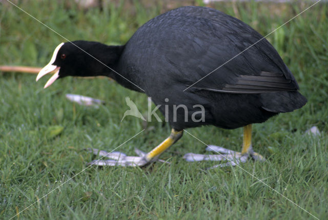 Meerkoet (Fulica atra)