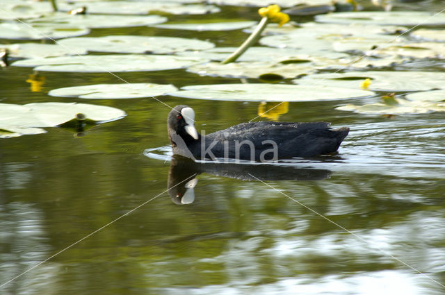 Meerkoet (Fulica atra)