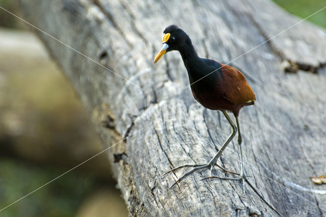 Mexicaanse Jacana (Jacana spinosa)