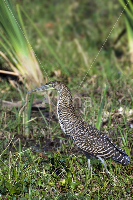 Mexicaanse tijgerroerdomp (Tigrisoma mexicanum)