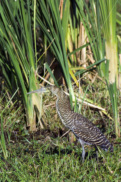 Mexicaanse tijgerroerdomp (Tigrisoma mexicanum)