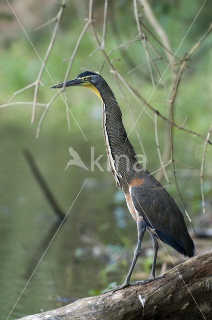 Bare-throated Tiger-Heron (Tigrisoma mexicanum)