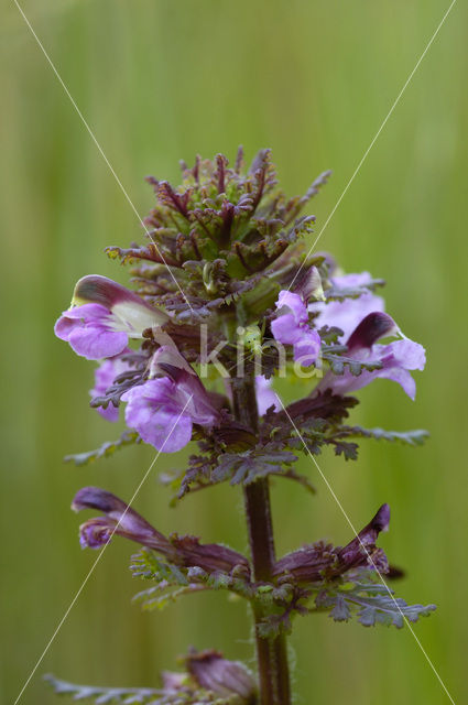 Moeraskartelblad (Pedicularis palustris)