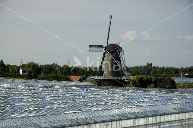 Molen de Bol