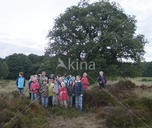 Nationaal Park De Hoge Veluwe