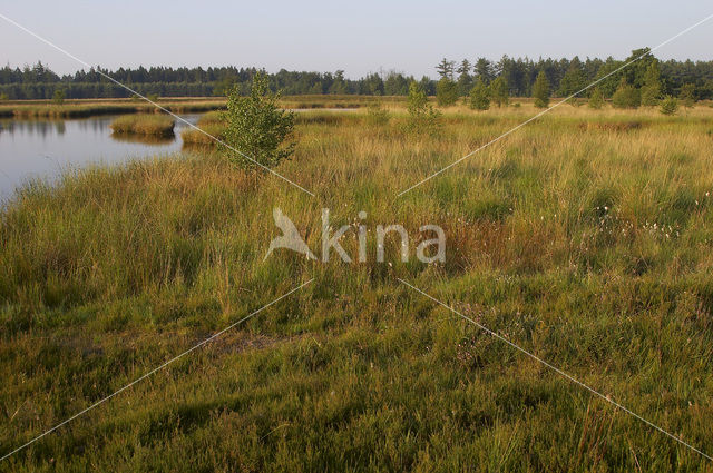 Nationaal Park Dwingelderveld