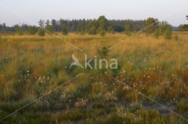 Nationaal Park Dwingelderveld