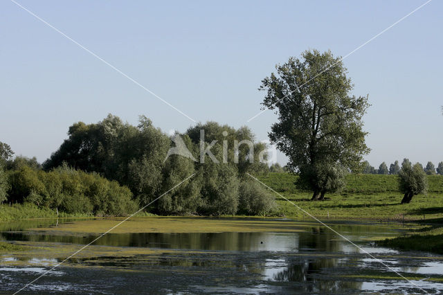 Nederrijn