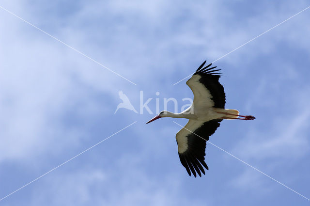 Ooievaar (Ciconia ciconia)