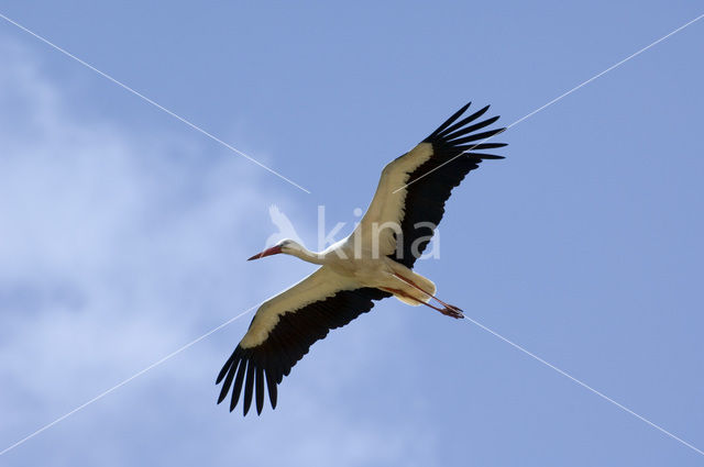 Ooievaar (Ciconia ciconia)