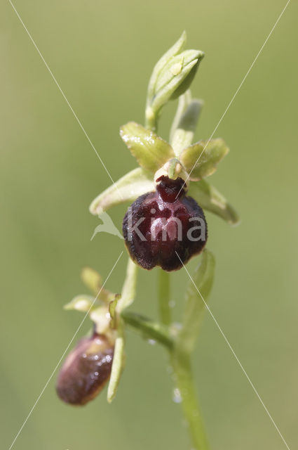 Ophrys passionis