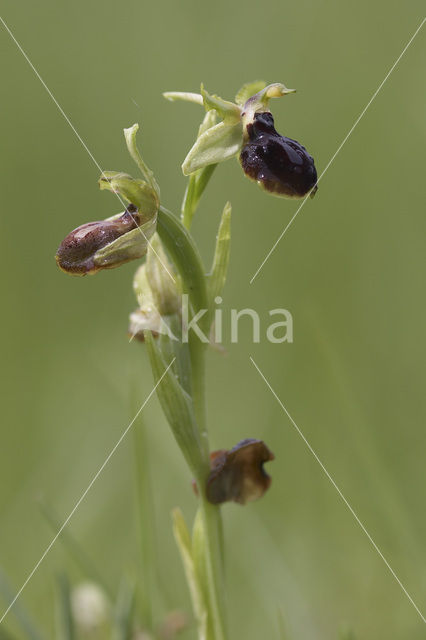 Ophrys passionis