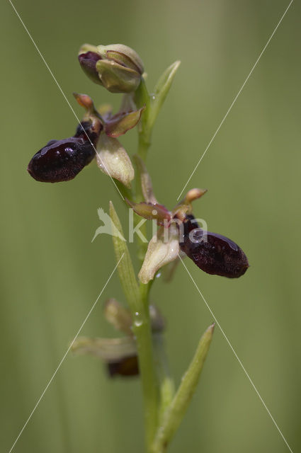 Ophrys passionis