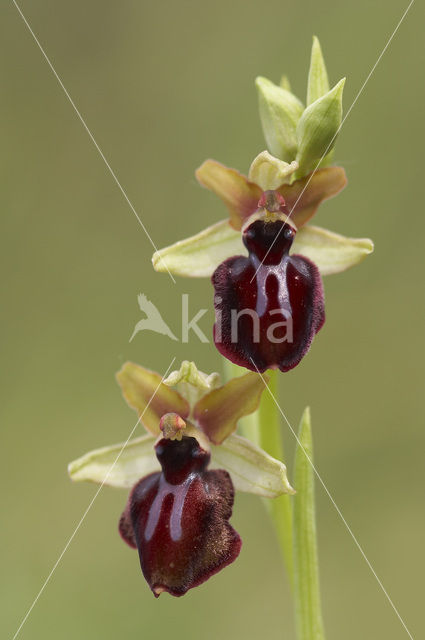 Ophrys passionis