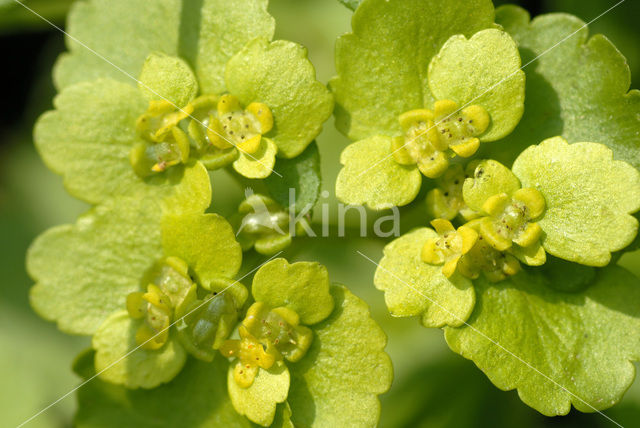 Paarbladig goudveil (Chrysosplenium oppositifolium)