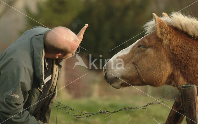 Paard (Equus spp)