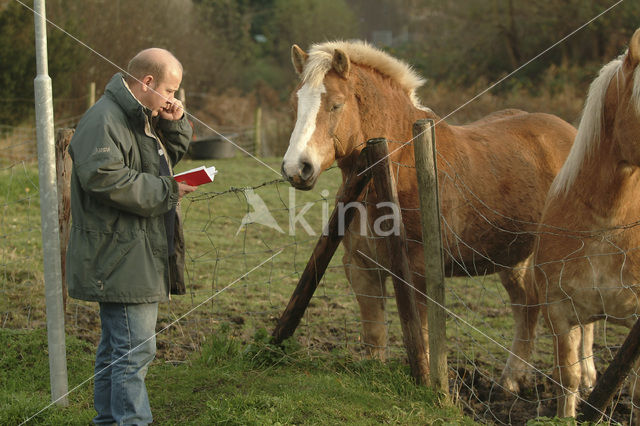 Paard (Equus spp)