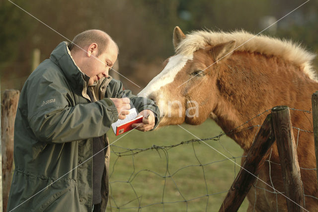 Paard (Equus spp)