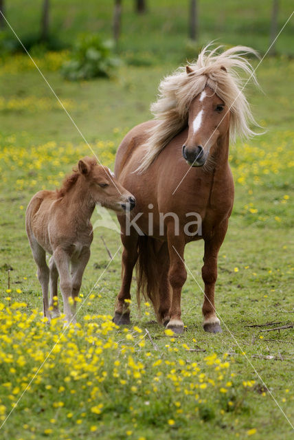 Paard (Equus spp)